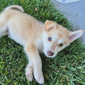 Meet your Posher, Yasha